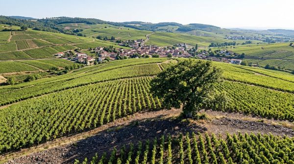 Top raisons d'opter pour la Côte du Py pour le vin